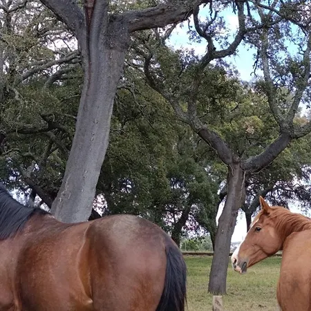Orion Telhado Fundão
